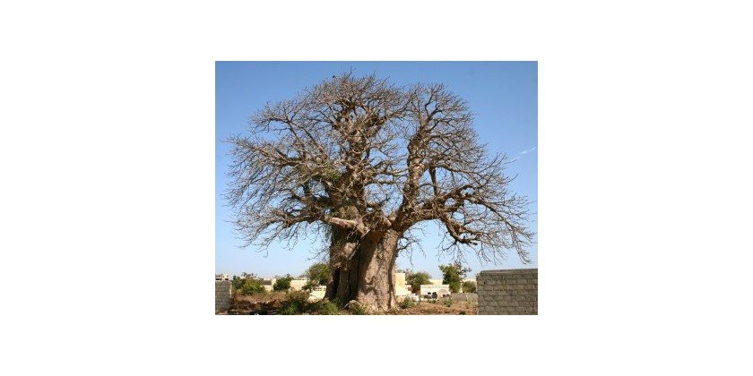 L'Abre le Baobab
